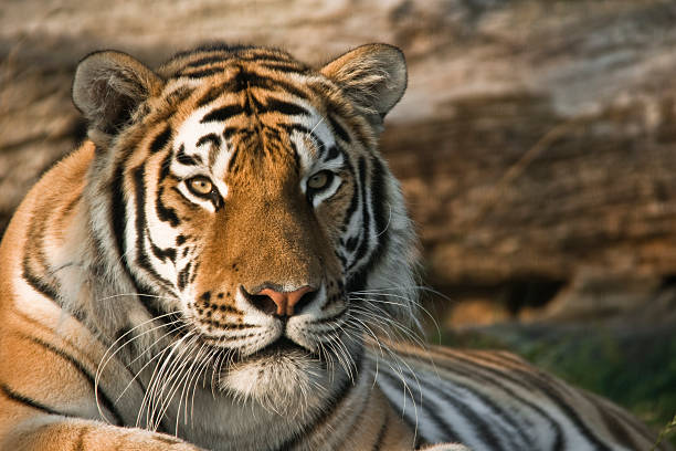 Thinking Tiger stock photo