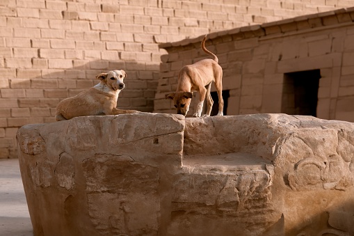 The brown stray dogs on a large stone at the temple of Luxor in Egypt