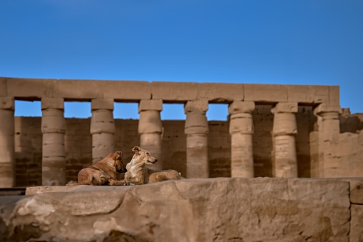 The brown stray dogs on a large stone at the temple of Luxor in Egypt