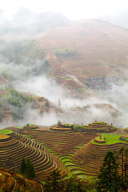 istock Terraced Rice Field in the Fog 182403040