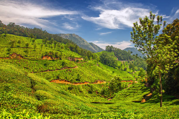 istock Serene Nature View: Tea Cultivation in the Munnar Mountains 1824031092
