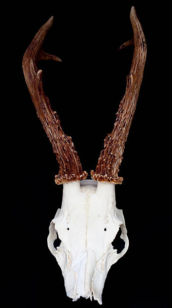 istock Skull of a roe deer 182403180