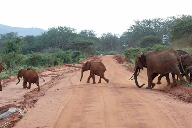 istock Elephants on the run after being panicked by lions 182403209