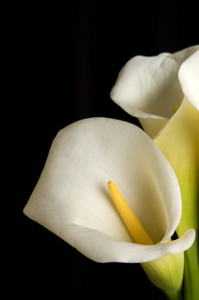 istock Calla Lily Flowers On a  Black Background 182403358