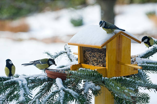 Several birds eating from a feeder on a snow-covered pine  stock photo