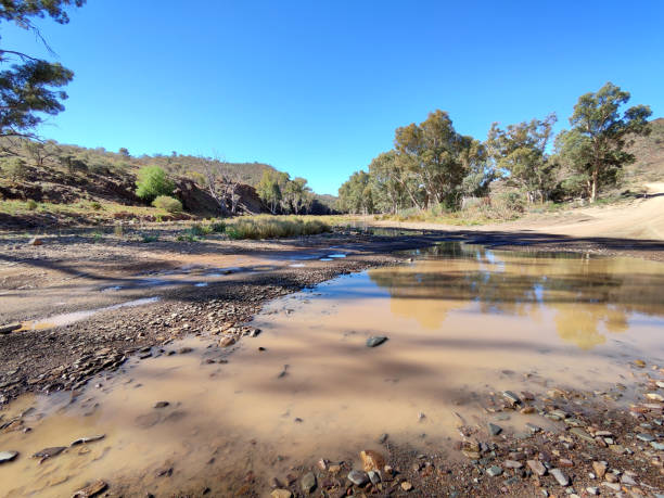 Giant Gum tree in Parachilna Gorge, a gorge on the western side of the Flinders Ranges in South Australia.