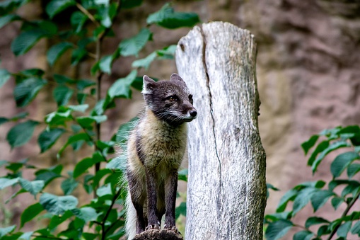 A small, adorable Arctic fox (Vulpes lagopus)
perched on a tree in a lush, wooded environment