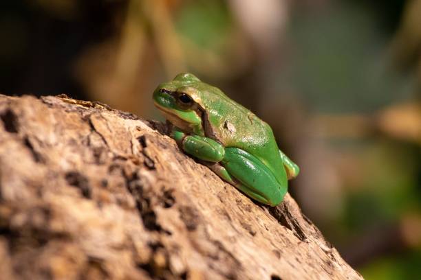 istock European tree frog (Hyla arborea) perched on a rock, surrounded by foliage 1824036458