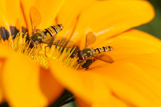 dos flotante flys en flor en las 12.00 horas - insect fly animal eye single flower fotografías e imágenes de stock