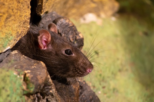 A close-up of a brown rat (Rattus norvegicus)
peeking out of a crevice in a tree log
