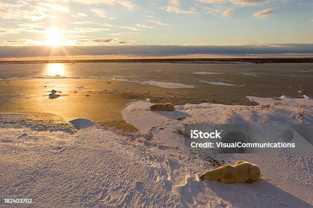 Misiami Polarnymi - zdjęcia stockowe i więcej obrazów Zatoka Hudsona - Zatoka Hudsona, Kanada, Manitoba