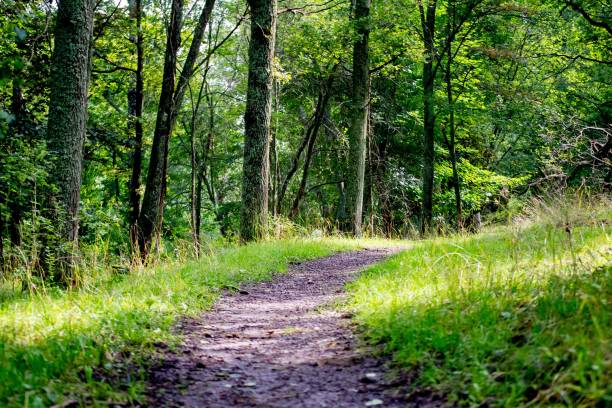 istock Winding dirt path leading through a serene wooded area with tall trees and lush tall grass 1824037526