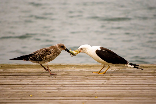 The two Lesser black-backed gulls (Larus fuscus) engaged in a dynamic battle over a fish