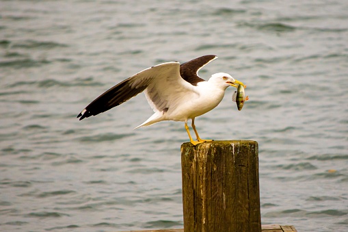 A Lesser black-backed gull (Larus fuscus) with a fish in its beak