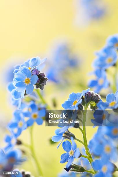 ワスレナグサの花 - 花のストックフォトや画像を多数ご用意 - 花, 青, やわらか