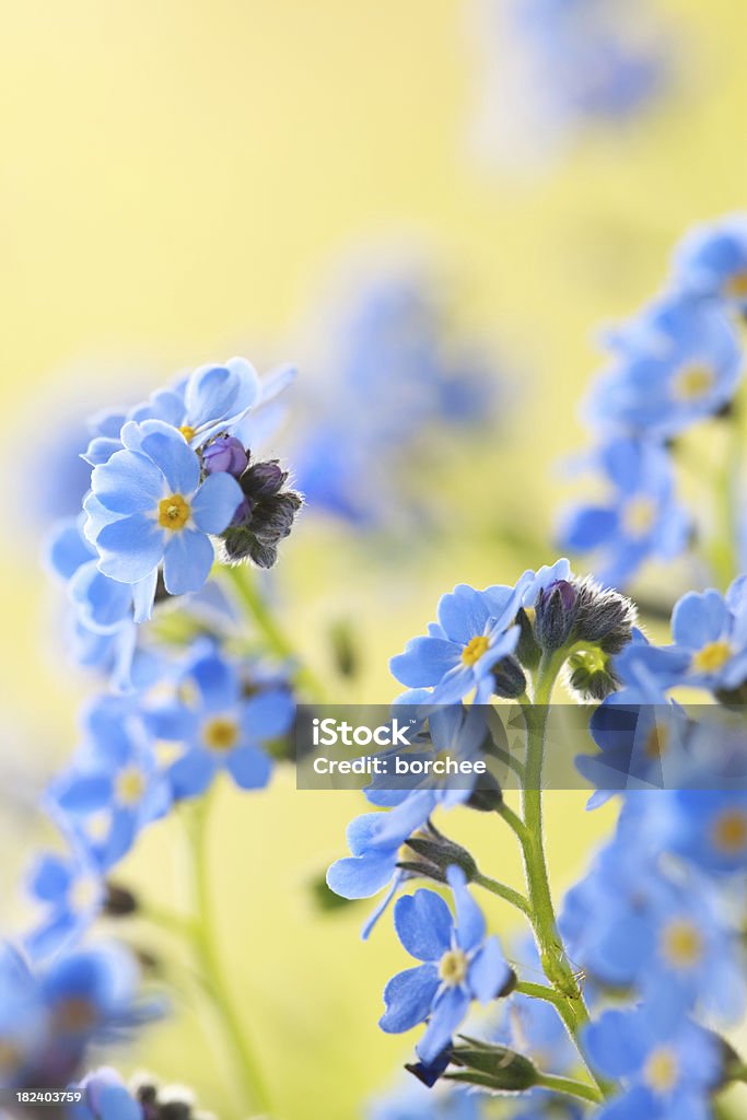 Незабудка цветы - Стоковые фото Синий роялти-фри