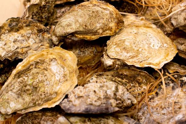 istock Variety of fresh oysters arranged on a tabletop 1824038103
