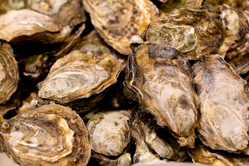 A variety of fresh oysters arranged on a tabletop