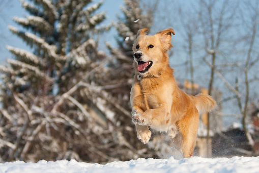 A golden retriever dog running through snow