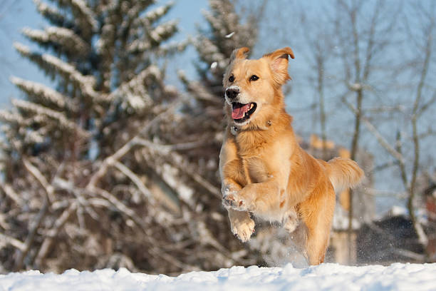 golden retriever - golden retriever retriever golden dog imagens e fotografias de stock