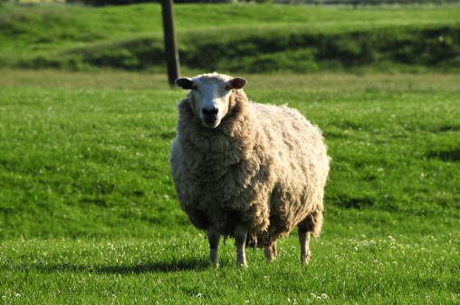 Single sheep or ewe watching from inside a field