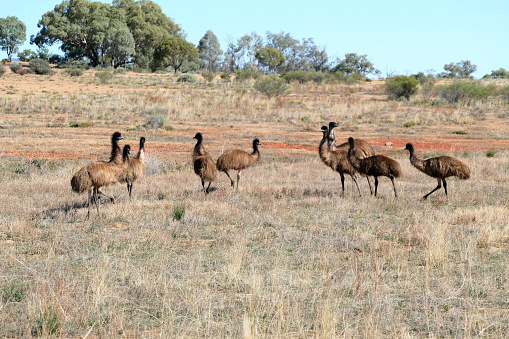 Group of emus roaming on a bush land in Ikara-Flinders Ranges National park. The Flinders Ranges are the largest mountain ranges in South Australia.