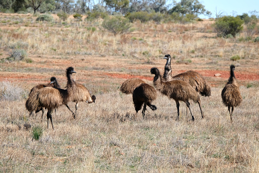 Two Emu or pair walk in parking place - Dromaius novaehollandiae second-tallest living bird after its ratite relative the ostrich, endemic to Australia, Shark bay in Western Australia.