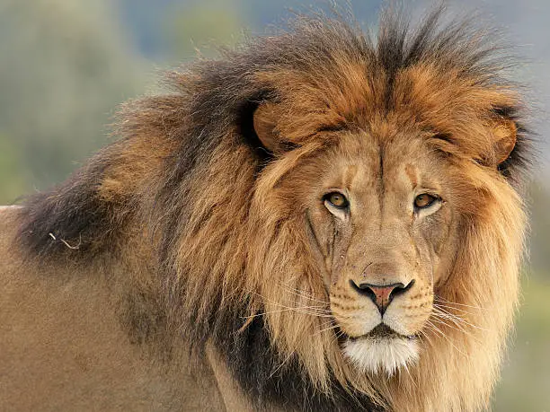 Portrait of a Lion.