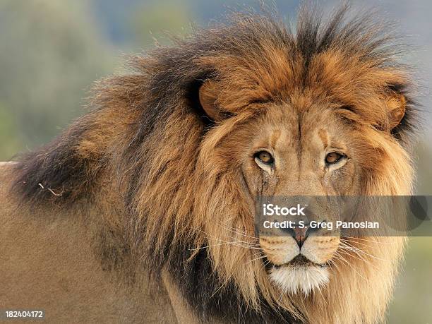 Foto de Leão e mais fotos de stock de Leão - Leão, Juba - Pêlo Animal, Animal