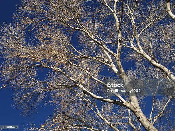 Choupo Do Canadá - Fotografias de stock e mais imagens de 2000-2009 - 2000-2009, Acidentes e Desastres, Ambiente vegetal