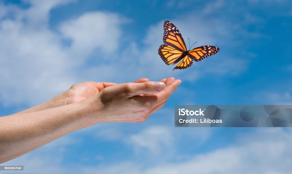 Mariposa en el cielo - Foto de stock de Mariposa - Lepidópteros libre de derechos
