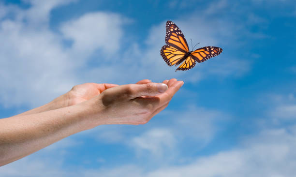 papillon dans le ciel - laisser partir photos et images de collection