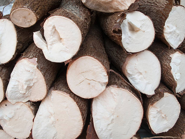 istock Brazilian manioc 182404785