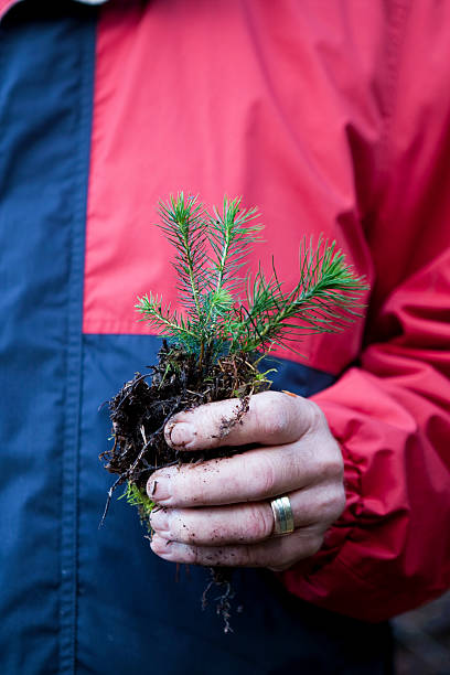 istock Man's hand holding small pine tree plant 182404878