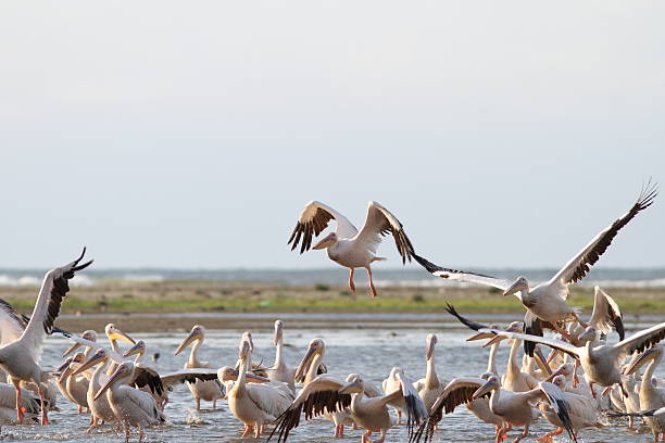istock group of great pelicans in shallow water 182405256