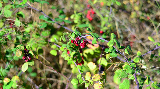 Blackberry branch, Flowers, leaves and berries. Wild forest fruits