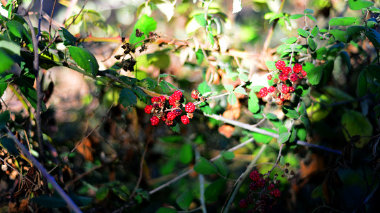 Blackberry branch, Flowers, leaves and berries. Wild forest fruits