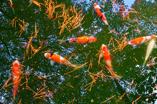 Beautiful view of Japanese Carp fish  and green leaves in a lovely Koi pond in a courtyard garden in Tokyo, Japan. A vibrant image of Chinese Fancy Carp fish swimming merrily among fallen leaves