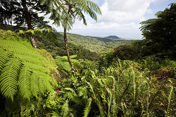 Tree ferns in a natural hedge in tropical surroundings. The picture is taken in Matur in the northwestern part of Sumatra