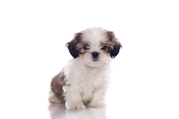 istock White and gray puppy with black and gray ears 182407708