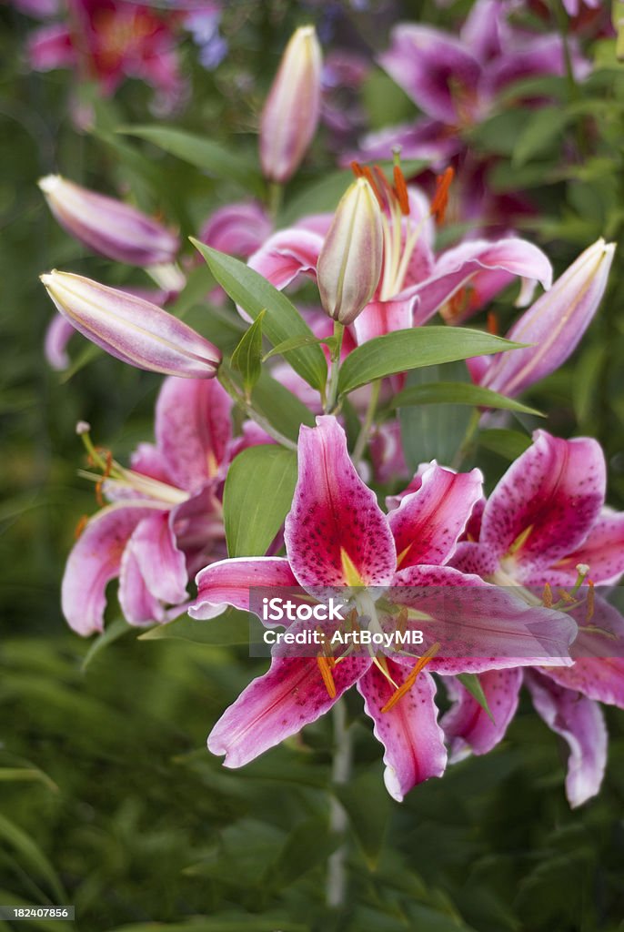 Lirio estrella Lilies - Foto de stock de Lirio estrella libre de derechos