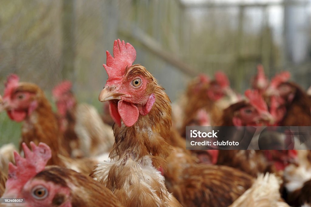 Kurczak z chowu przemysłowego hodowli - Zbiór zdjęć royalty-free (Wylęgarnia drobiu)