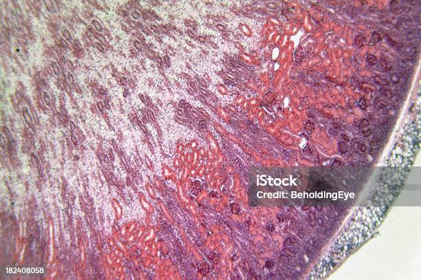 腎臓 - DNAのストックフォトや画像を多数ご用意 - DNA, クローズアップ, シミ汚れ