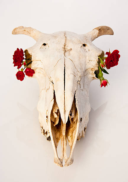 istock goat skull with red roses 182408076