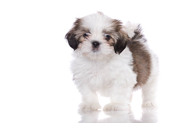 istock Cute baby dog 182408309