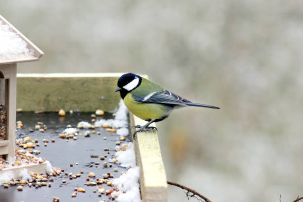 istock Great tit at feeder in cloudy winter day 1824083883