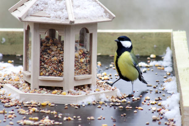 A close-up of a sparrow perched on a green feeder tray, pecking at scattered seeds. Passer domesticus shows a warm brown crown and black bib, set against a soft, blurred background. The scene evokes calm autumn mornings in Denmark and the simple beauty of nature at a backyard feeder.