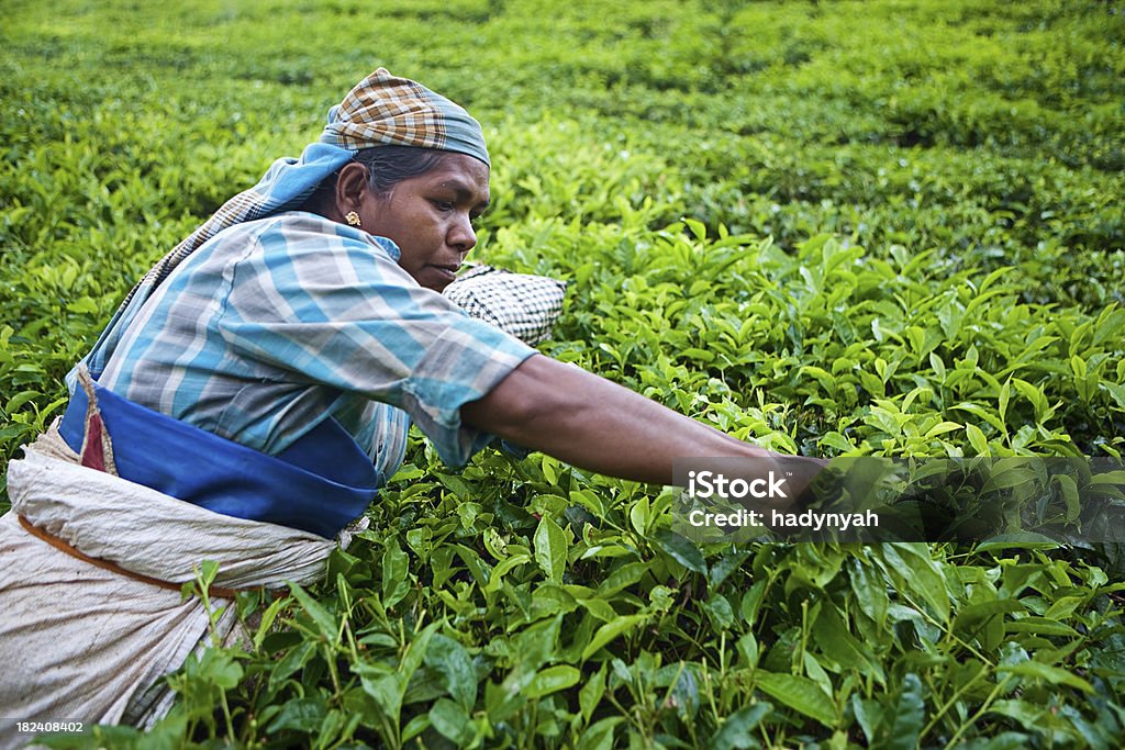 Frauen ernten Teeblätter - Lizenzfrei Agrarbetrieb Stock-Foto