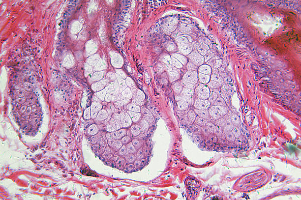 Hair Bearing Skin "Microscopic photo of a professionally prepared slide demonstrating the cellular structure of the object.NOTE: Shallow DOF, uneven focus and chromatic aberration are inherent in microscopy, and what appears as dust is actually in the sample.See all my" human cell stock pictures, royalty-free photos & images