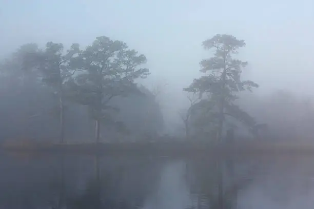 Photo of Beautiful Foggy morning with trees along the Chesapeake Bay